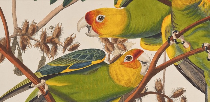 National Museum of Scotland, Audubon’s Birds of America